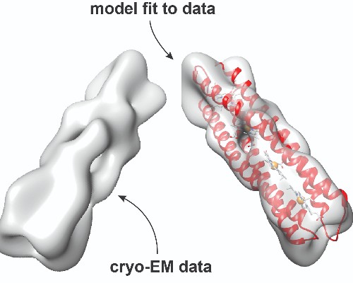 Image shows structural analysis of the protein-based wire, comparing the model of the designed protein (shown in red) with the experimentally determined structure (in grey).